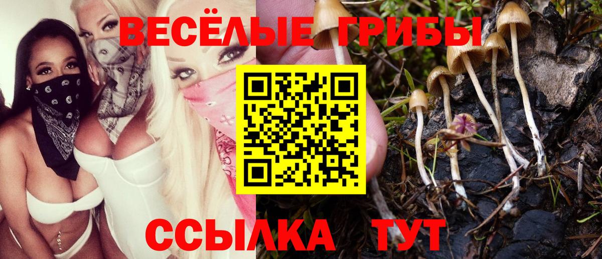 сколько стоит  Вход с VPN  Кумертау  Псилоцибиновые грибы Psilocybe 